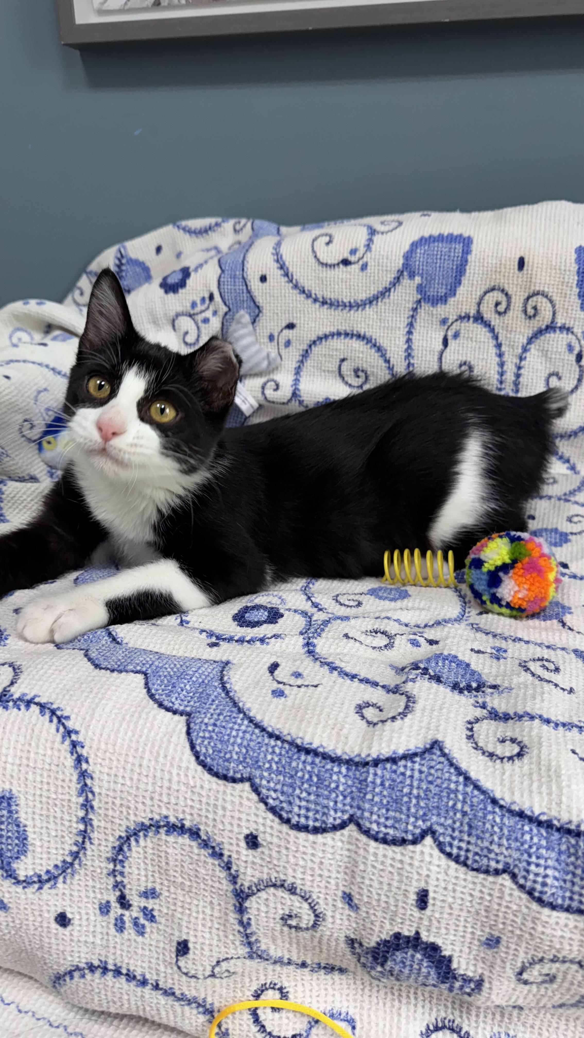 Enlarge 718 - Bobbie, a Adopted Domestic Short Hair in Sunset Hills, MO image 3/6