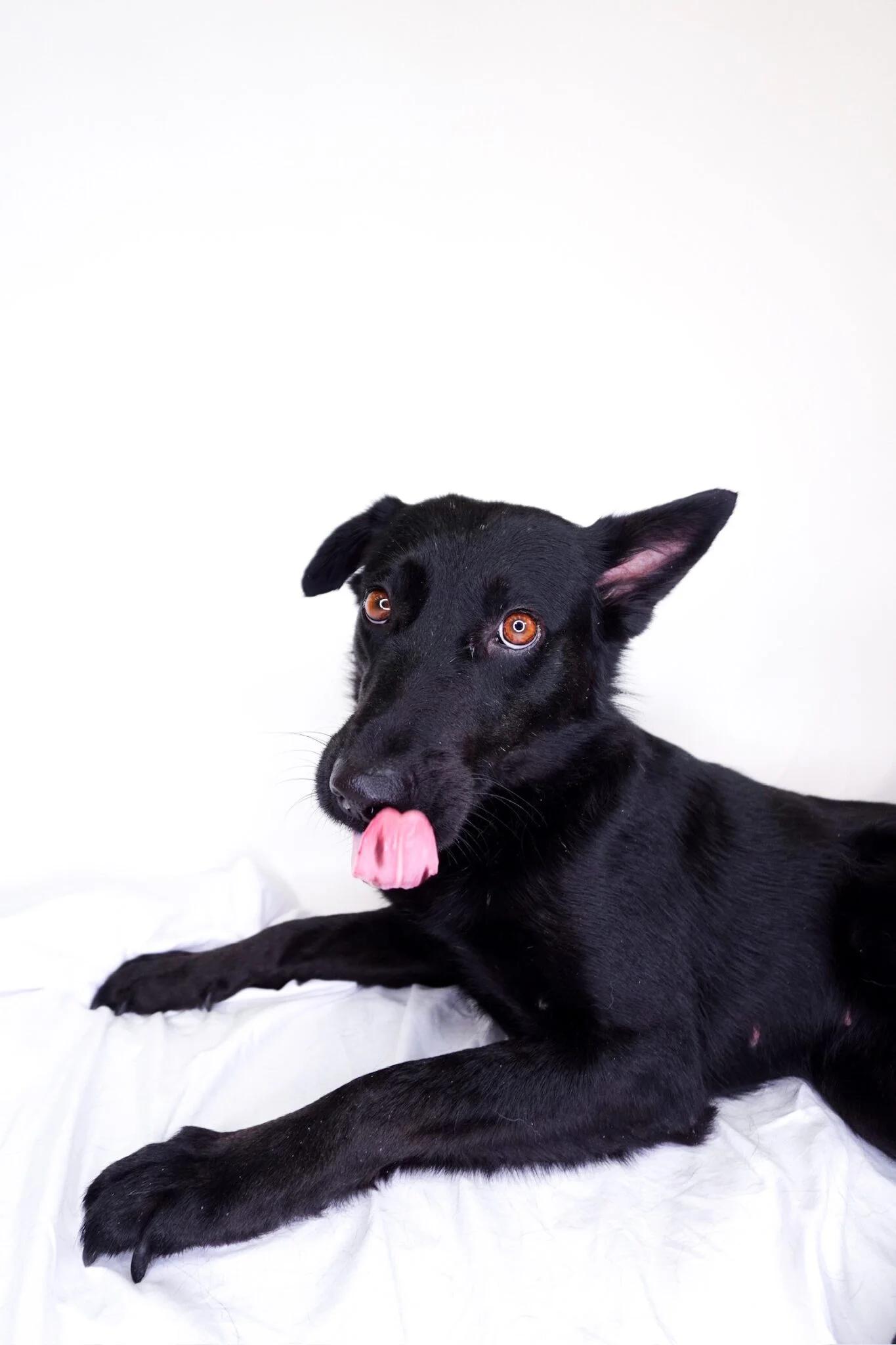 Kimber, Adoptable, Adult Female Shepherd.