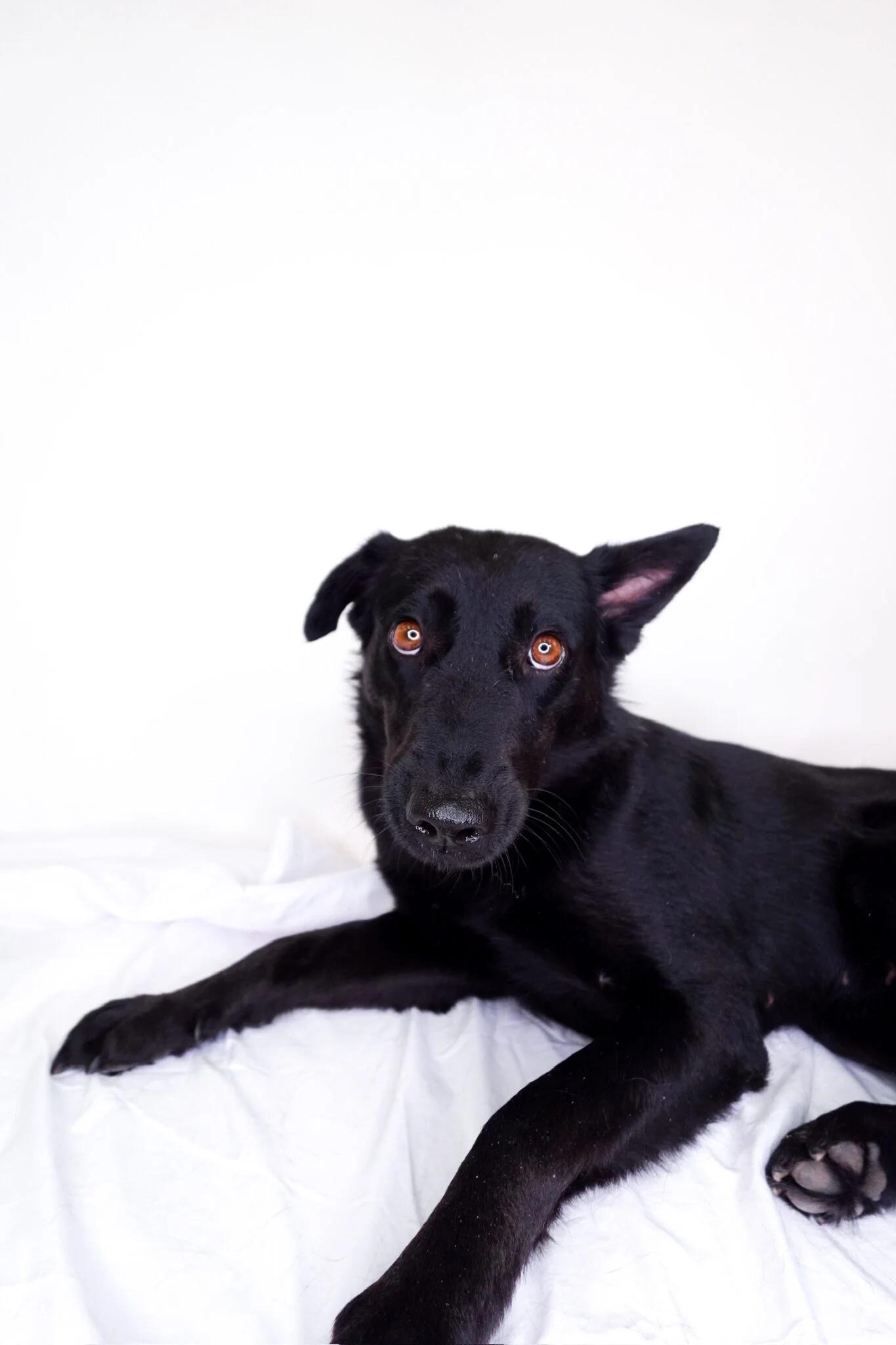 Kimber, a Adoptable mixed breed in Bixby, OK image 2/3