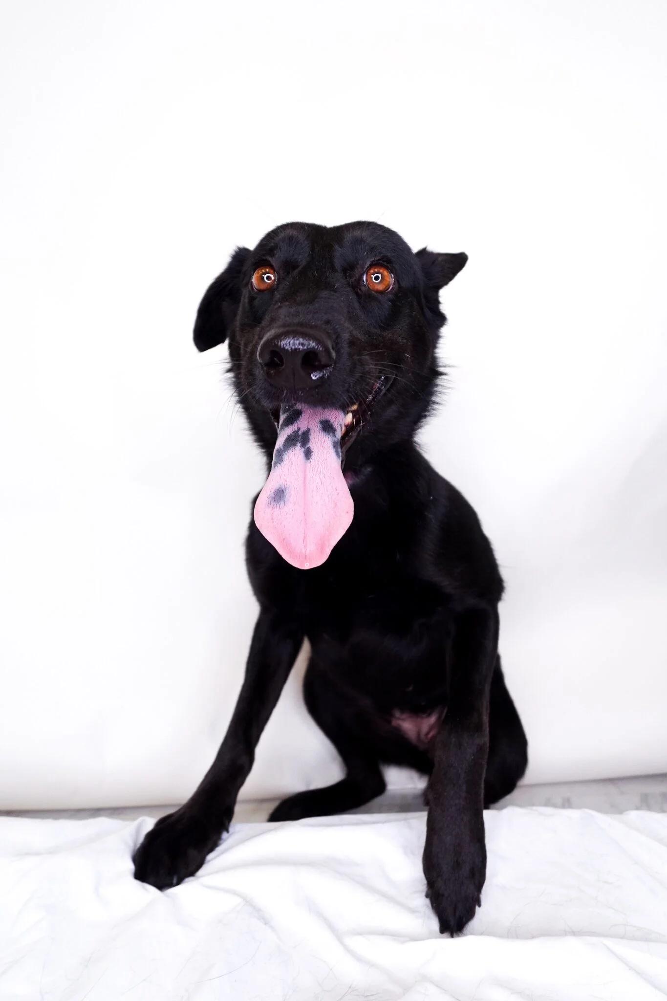 Kimber, a Adoptable mixed breed in Bixby, OK image 3/3
