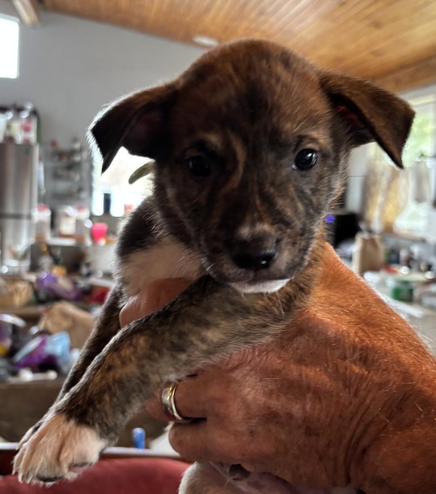 Honeys McCoy, Adoptable, Puppy Male Shiba Inu & Labrador Retriever.