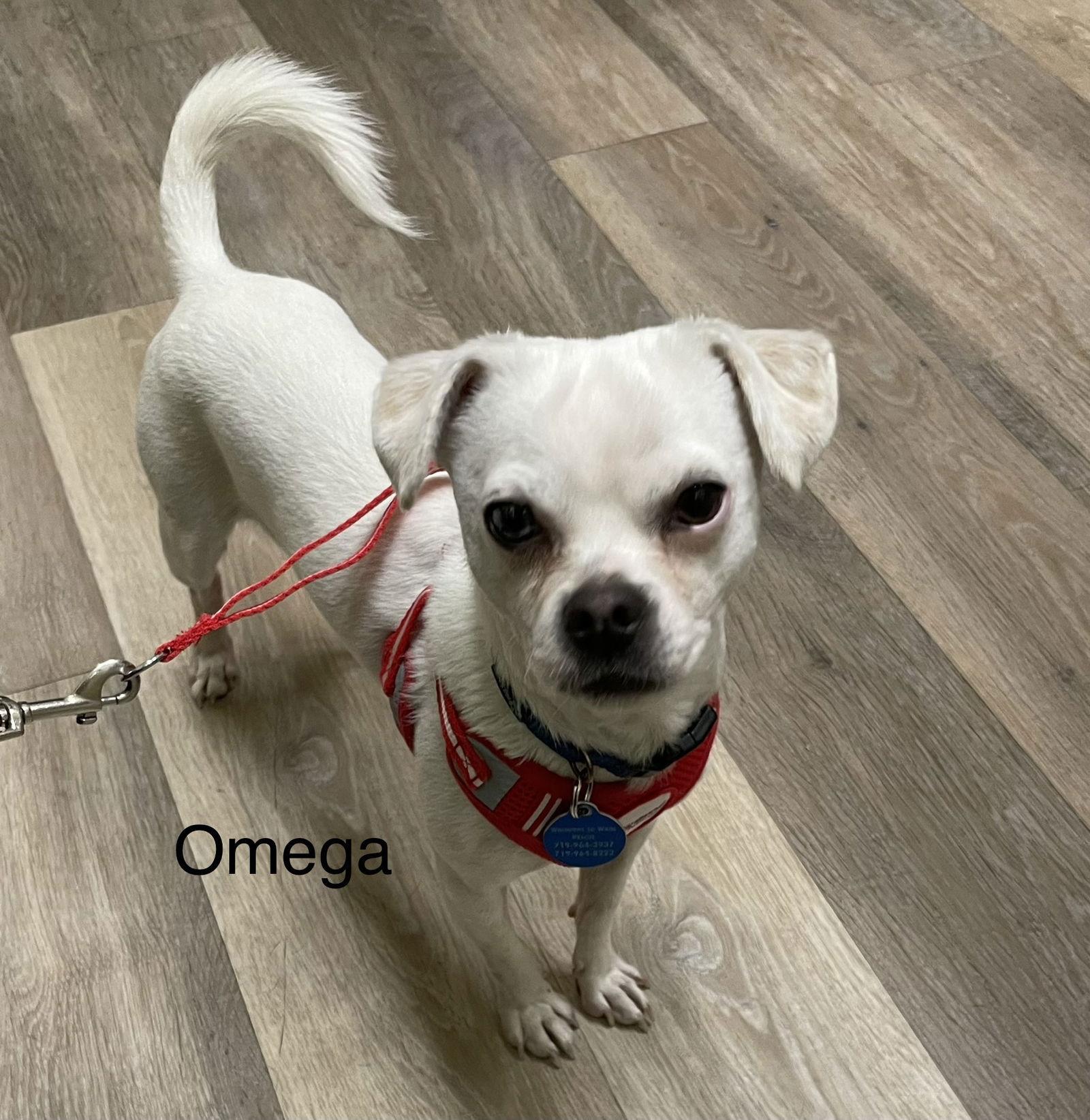 Enlarge Omega, a Adoptable mixed breed in Colorado Springs, CO image 1/3