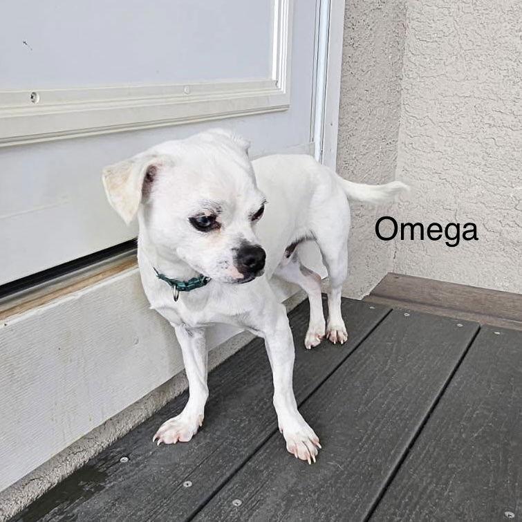 Omega thumbnail 3