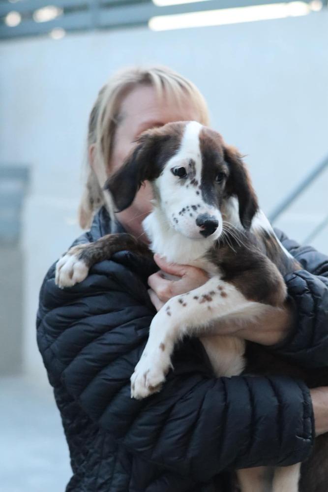 Enlarge Available for Adoption - Harlie (MI, USA), a Adoptable mixed breed in Delton, MI image 4/6