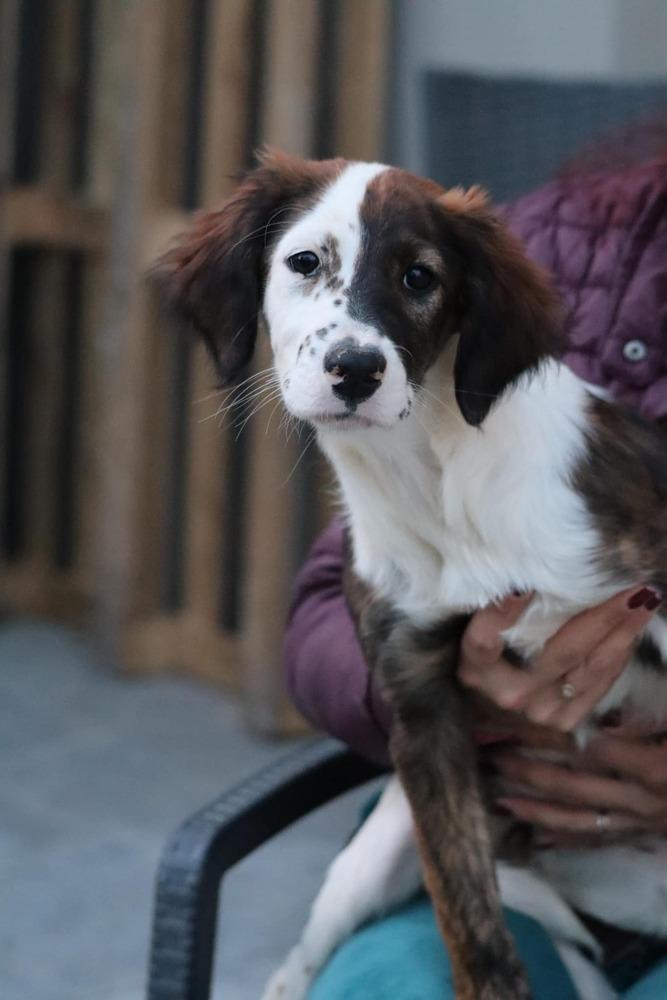 Enlarge Available for Adoption - Harlie (MI, USA), a Adoptable mixed breed in Delton, MI image 5/6