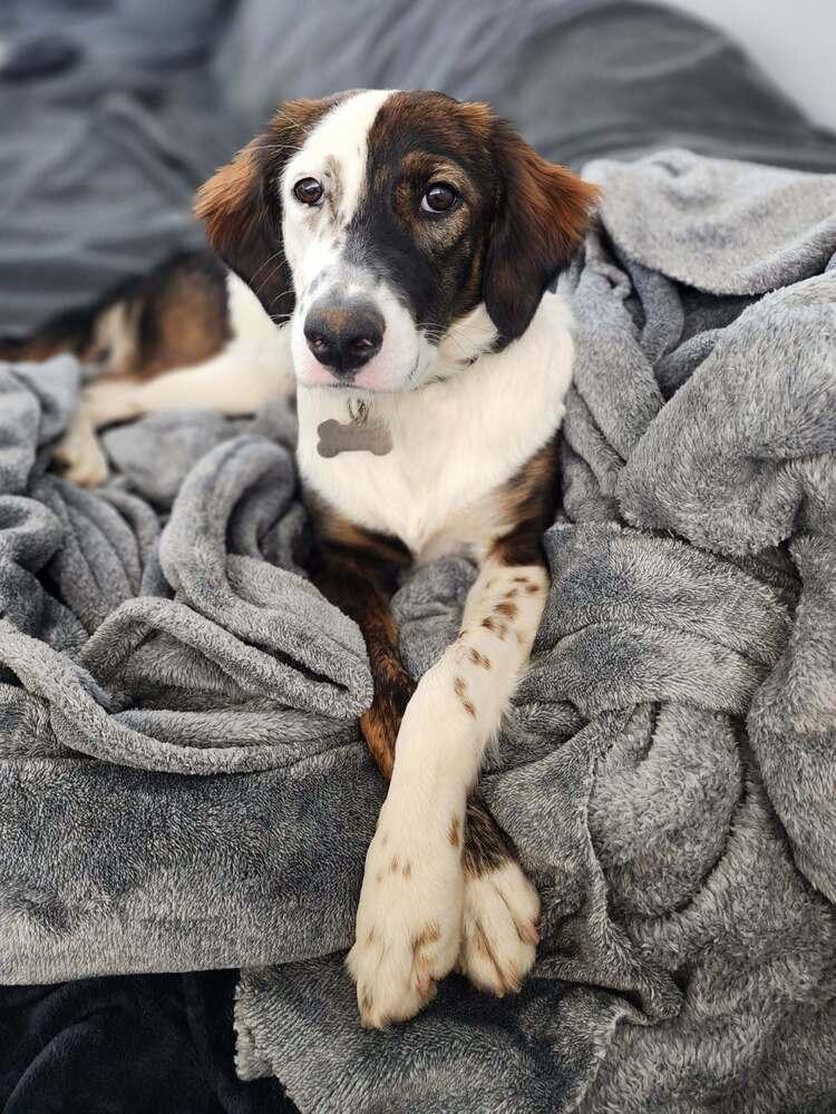 Available for Adoption - Harlie (MI, USA), Adoptable, Puppy Female English Setter.