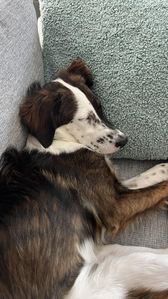 Enlarge Available for Adoption - Harlie (MI, USA), a Adoptable mixed breed in Delton, MI image 6/6