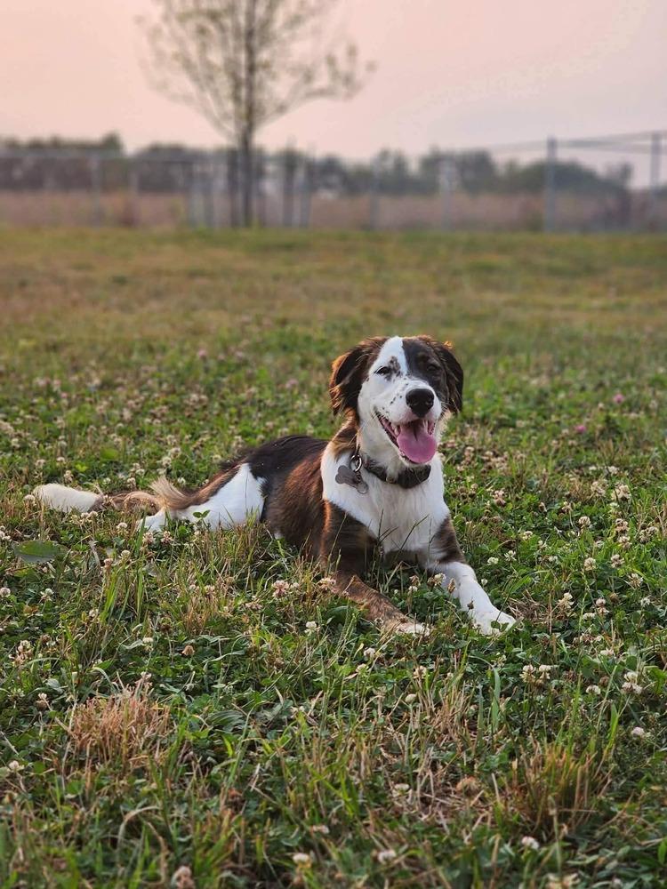 Enlarge Available for Adoption - Harlie (MI, USA), a Adoptable mixed breed in Delton, MI image 2/6