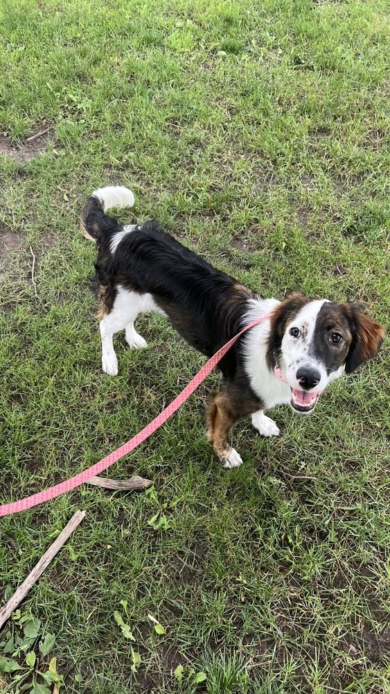 Enlarge Available for Adoption - Harlie (MI, USA), a Adoptable mixed breed in Delton, MI image 3/6