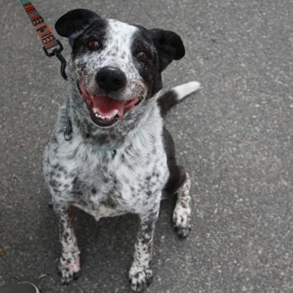 Blaise, Adoptable, Senior Male Australian Cattle Dog / Blue Heeler & Mixed Breed.
