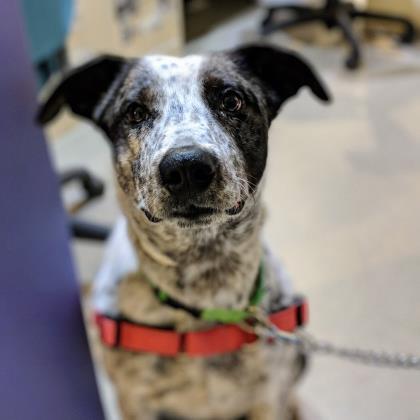 Enlarge Blaise, a Adoptable mixed breed in Richmond, VA image 2/3