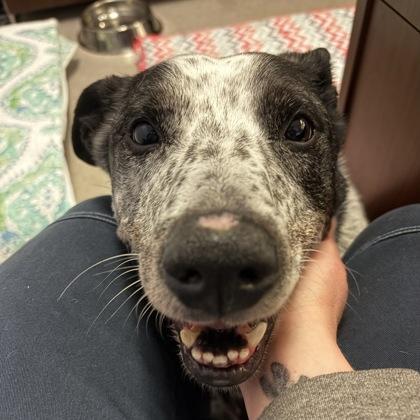 Enlarge Blaise, a Adoptable mixed breed in Richmond, VA image 3/3