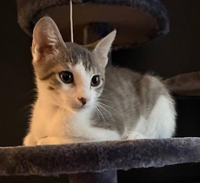 Ollie, ADOPTABLE, Kitten Male Domestic Short Hair.
