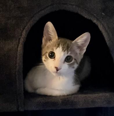 Enlarge Ollie, a ADOPTABLE Domestic Short Hair in Phoenix, AZ image 2/3