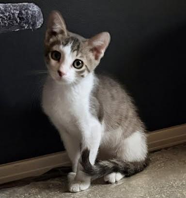 Enlarge Ollie, a ADOPTABLE Domestic Short Hair in Phoenix, AZ image 3/3