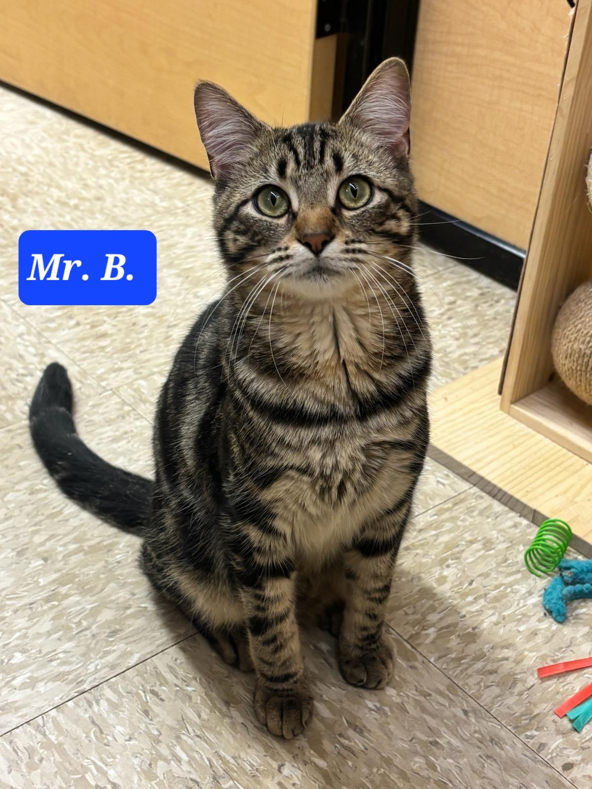 Enlarge Mr. B., a ADOPTABLE mixed breed in Elgin, SC image 3/4