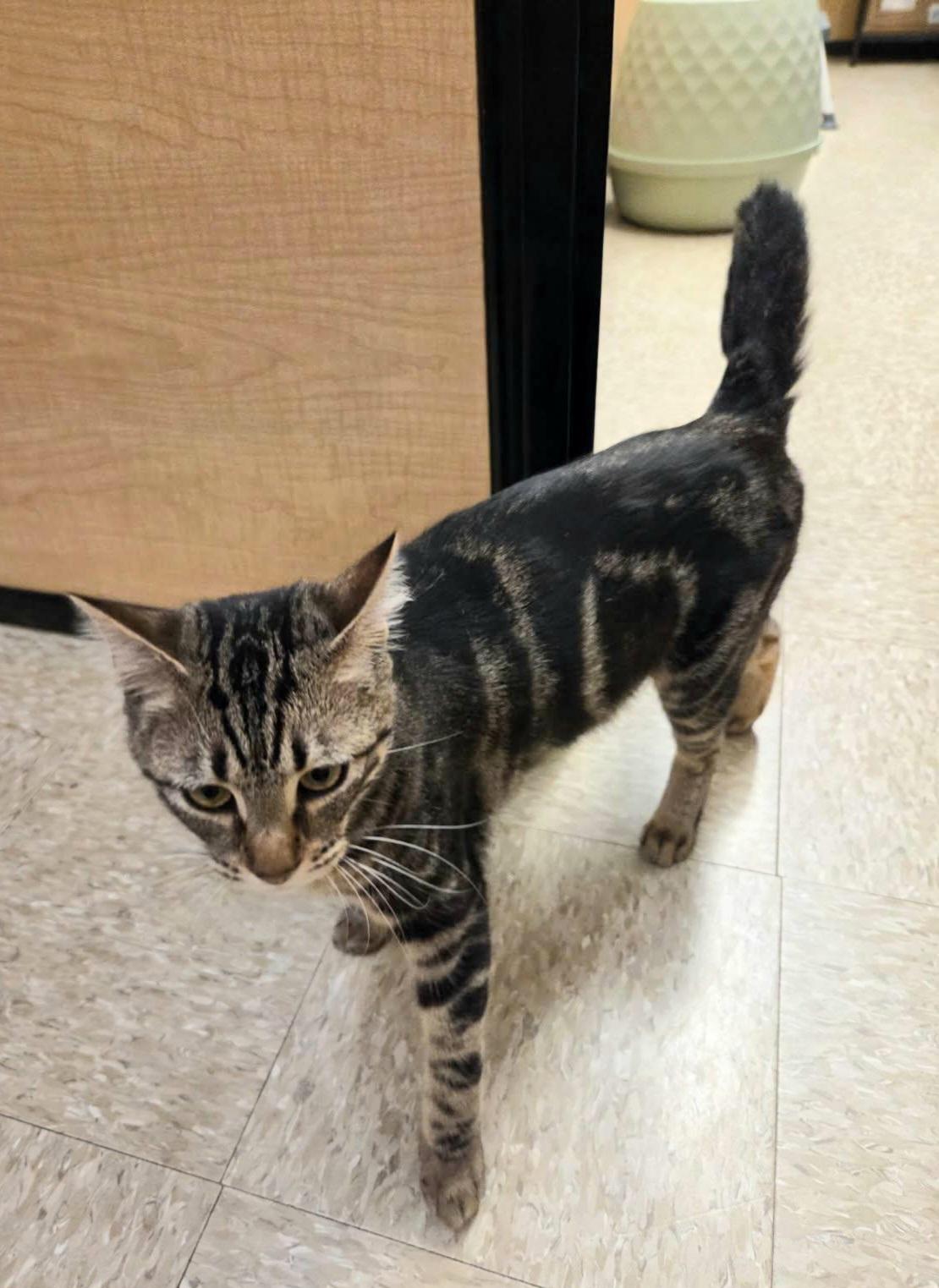 Enlarge Mr. B., a ADOPTABLE mixed breed in Elgin, SC image 4/4