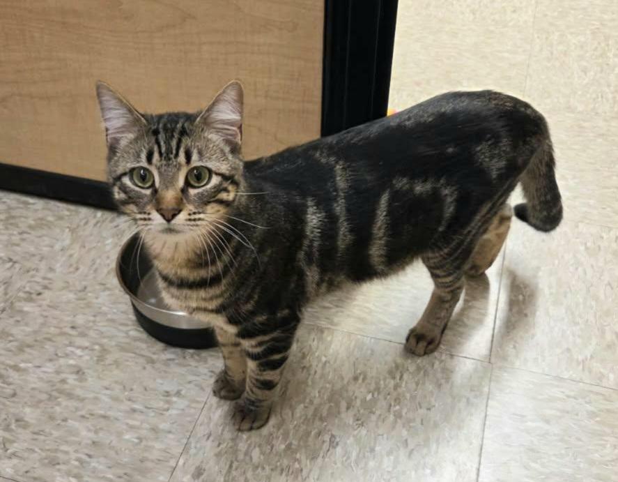 Enlarge Mr. B., a ADOPTABLE mixed breed in Elgin, SC image 2/4