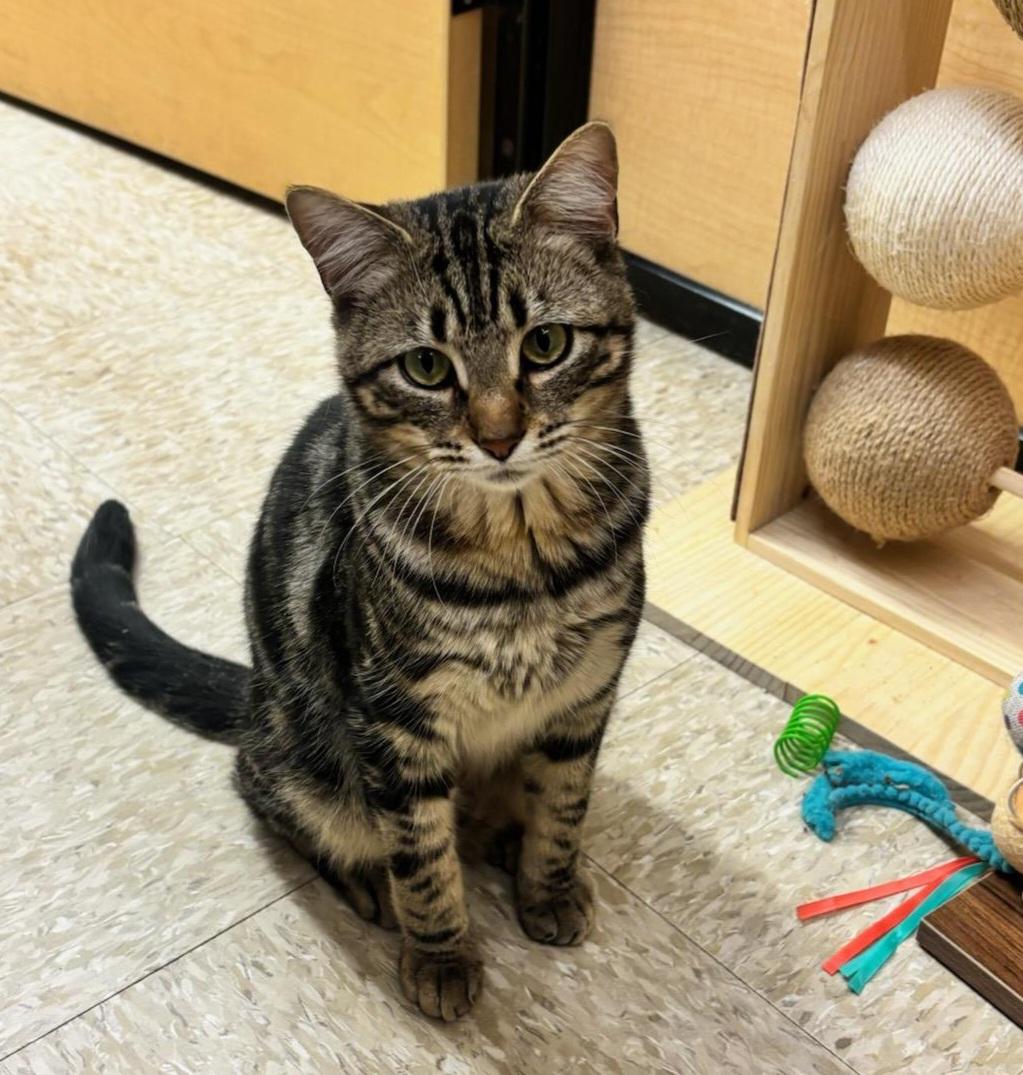 Mr. B., ADOPTABLE, Adult Male American Shorthair & Tabby.