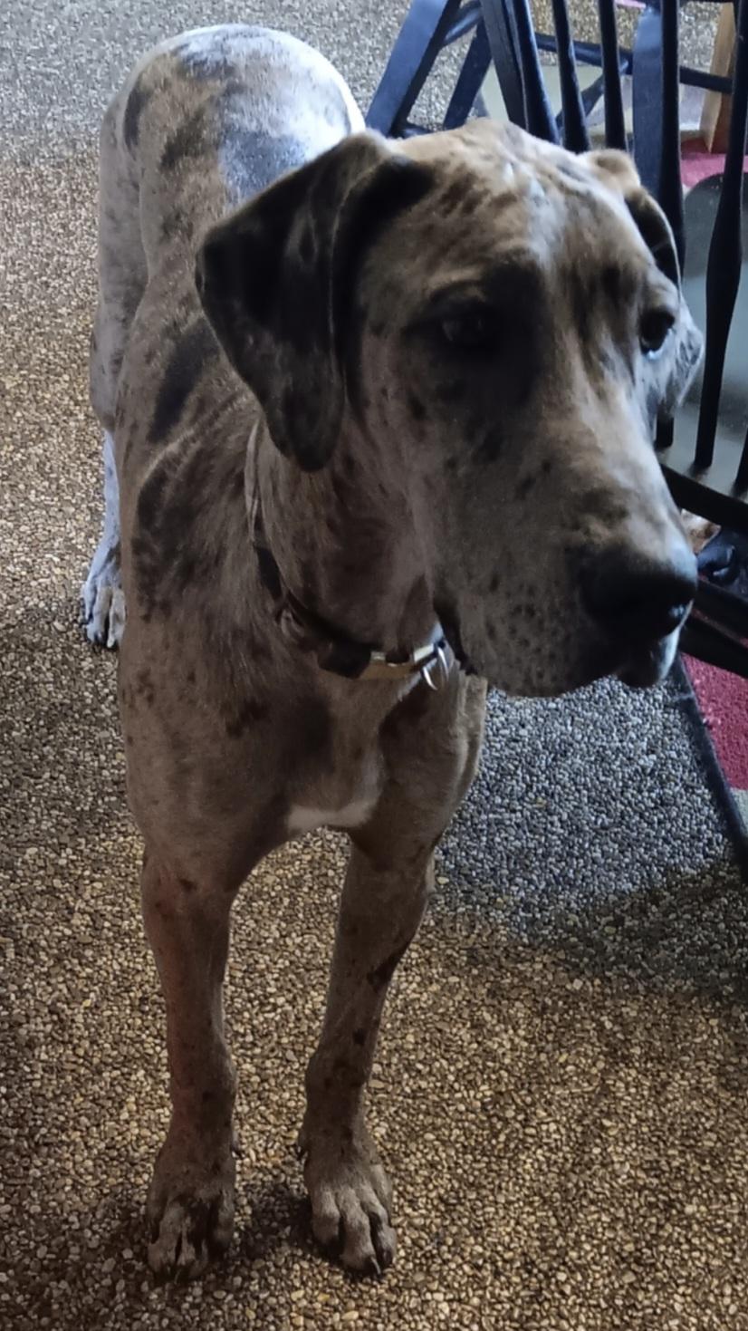 Enlarge Brownie, a Adoptable Great Dane in Diamond, OH image 1/1