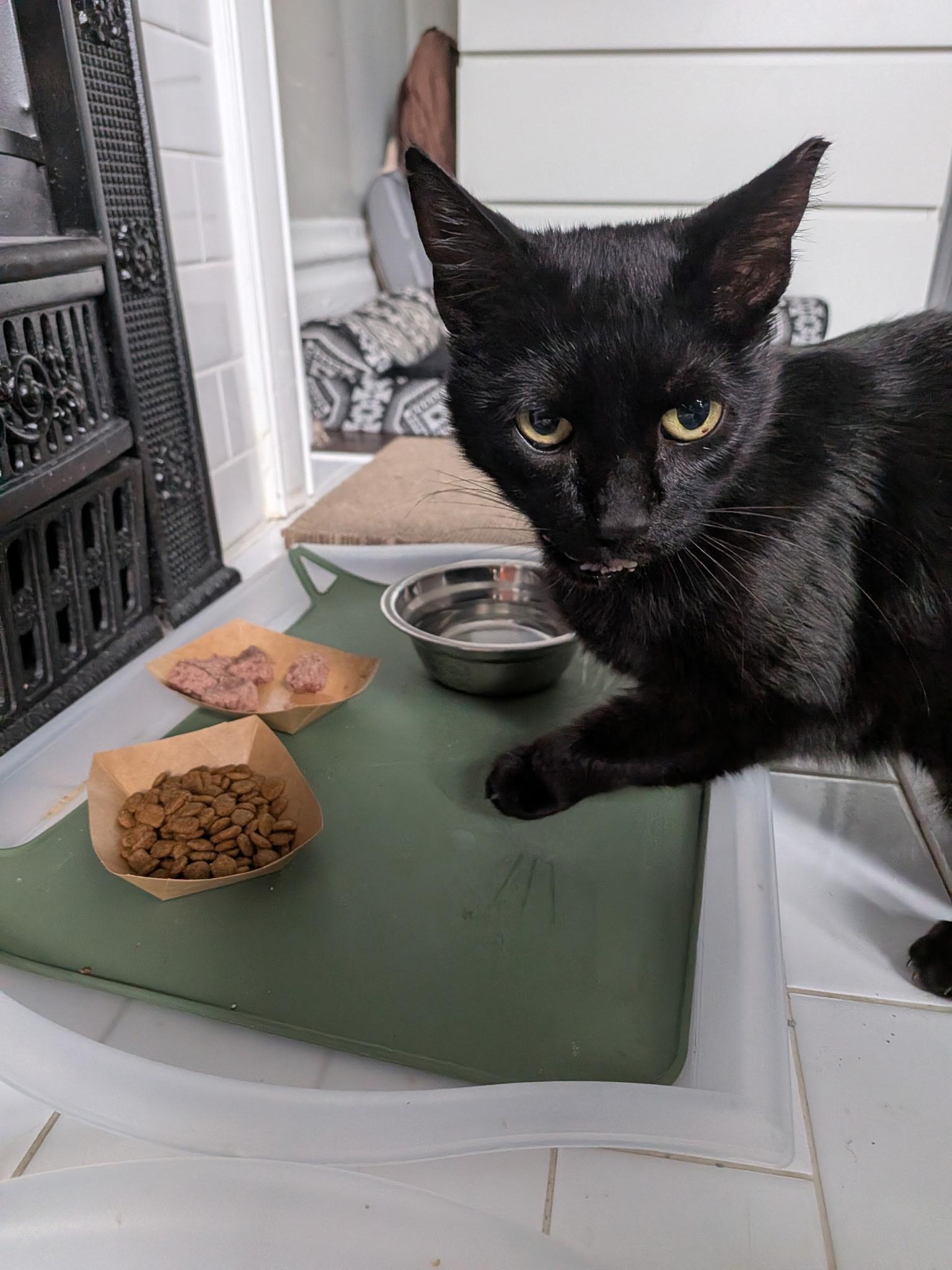 Enlarge Belladonna, a Adoptable Domestic Short Hair in Columbus, OH image 4/6
