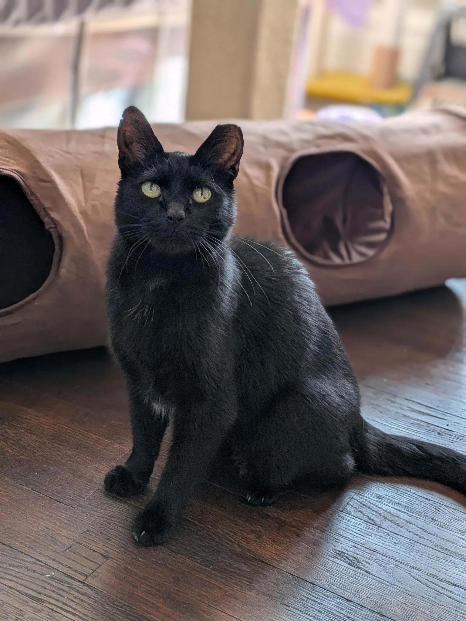 Enlarge Belladonna, a Adoptable Domestic Short Hair in Columbus, OH image 1/6
