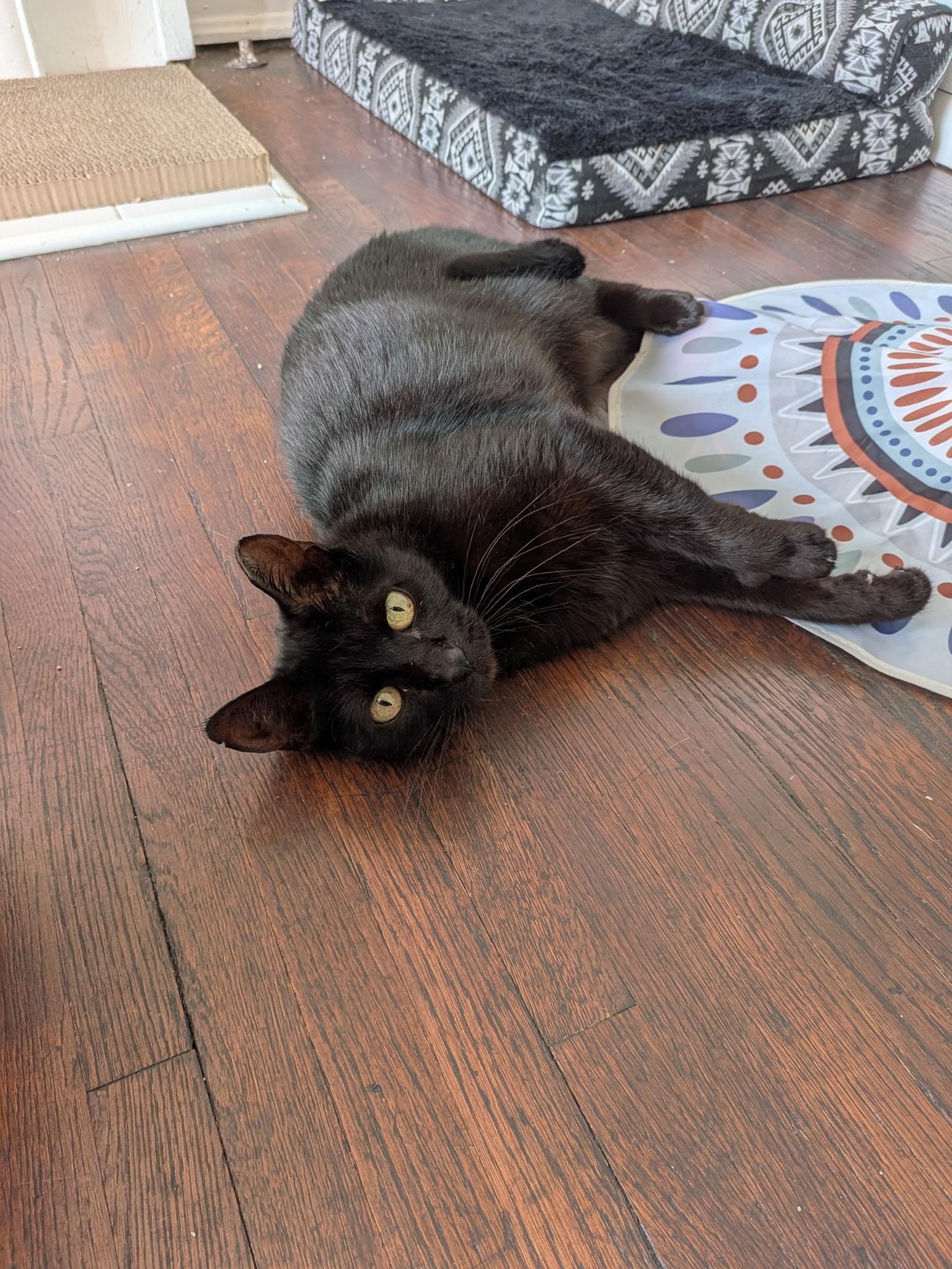 Enlarge Belladonna, a Adoptable Domestic Short Hair in Columbus, OH image 2/6