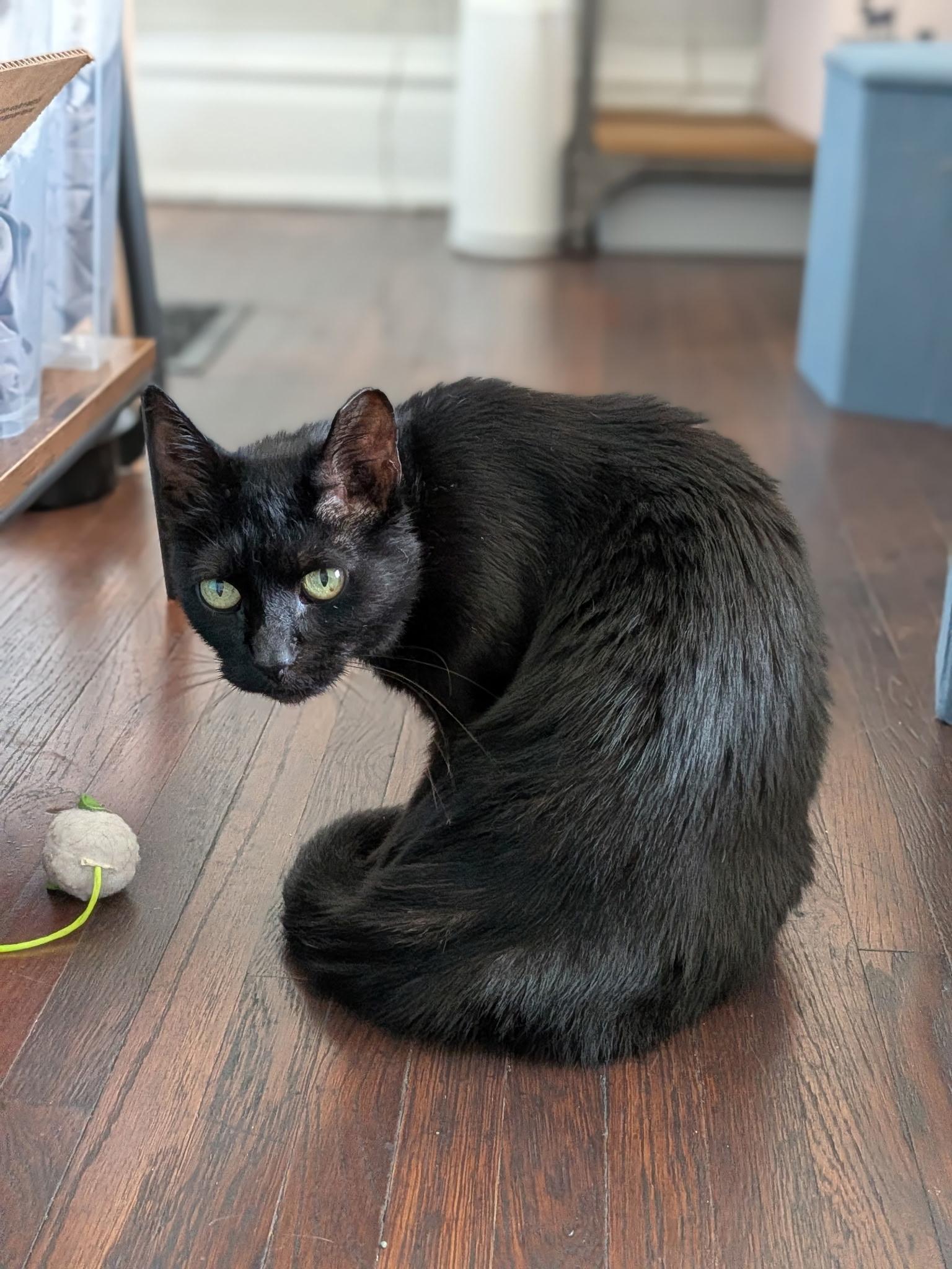 Enlarge Belladonna, a Adoptable Domestic Short Hair in Columbus, OH image 3/6