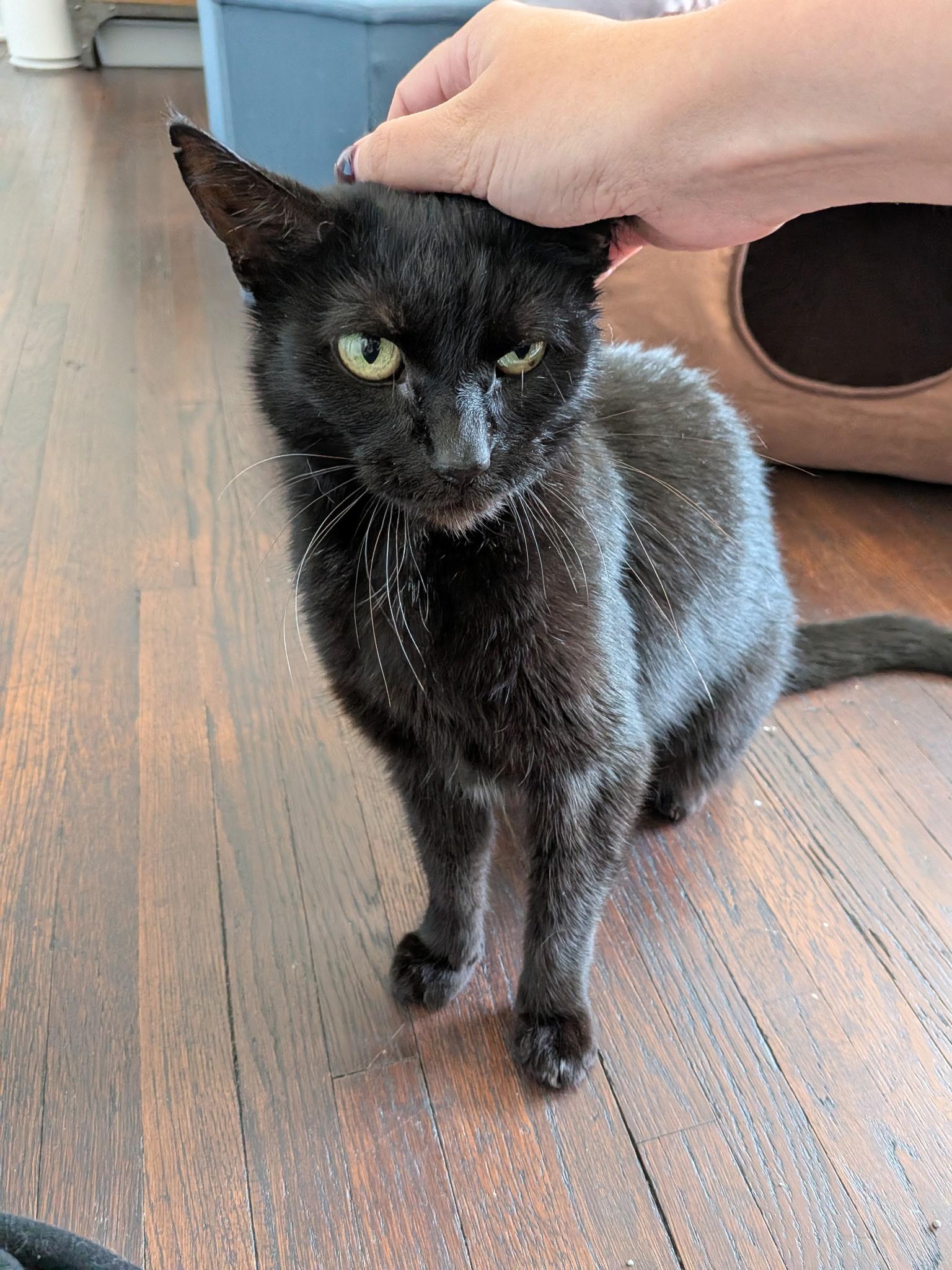 Enlarge Belladonna, a Adoptable Domestic Short Hair in Columbus, OH image 6/6