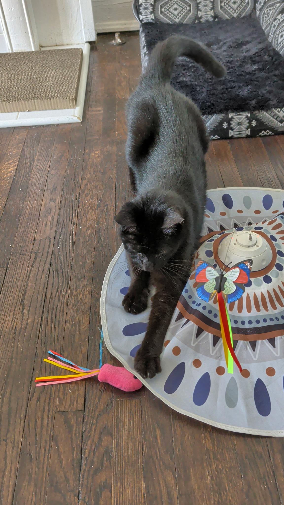 Enlarge Belladonna, a Adoptable Domestic Short Hair in Columbus, OH image 5/6