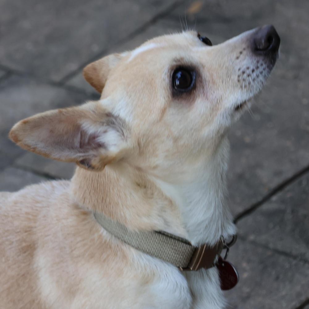 Guppy, Adoptable, Adult Male Chihuahua & Dachshund.
