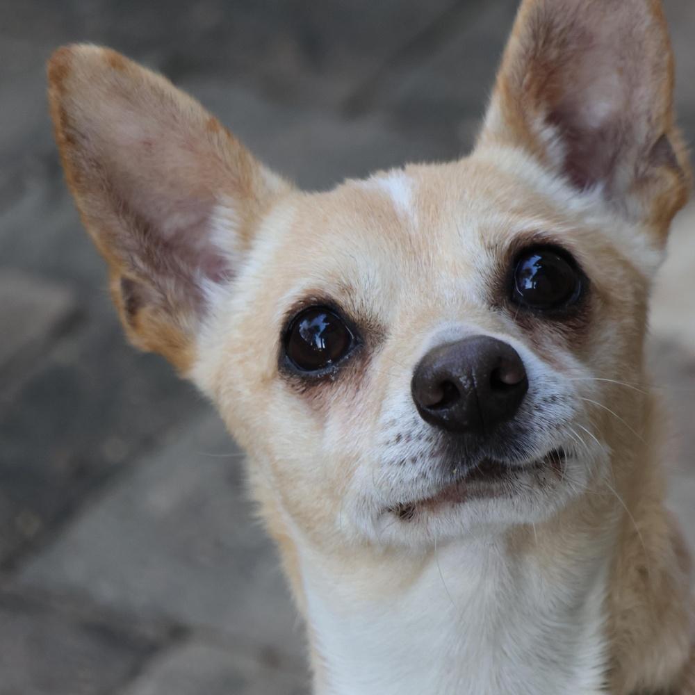 Enlarge Guppy, a Adoptable mixed breed in Richmond, TX image 2/2