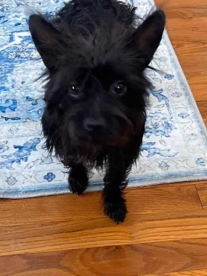 Cindy Lou Who $500, Adoptable, Young Female Yorkshire Terrier & Chihuahua.