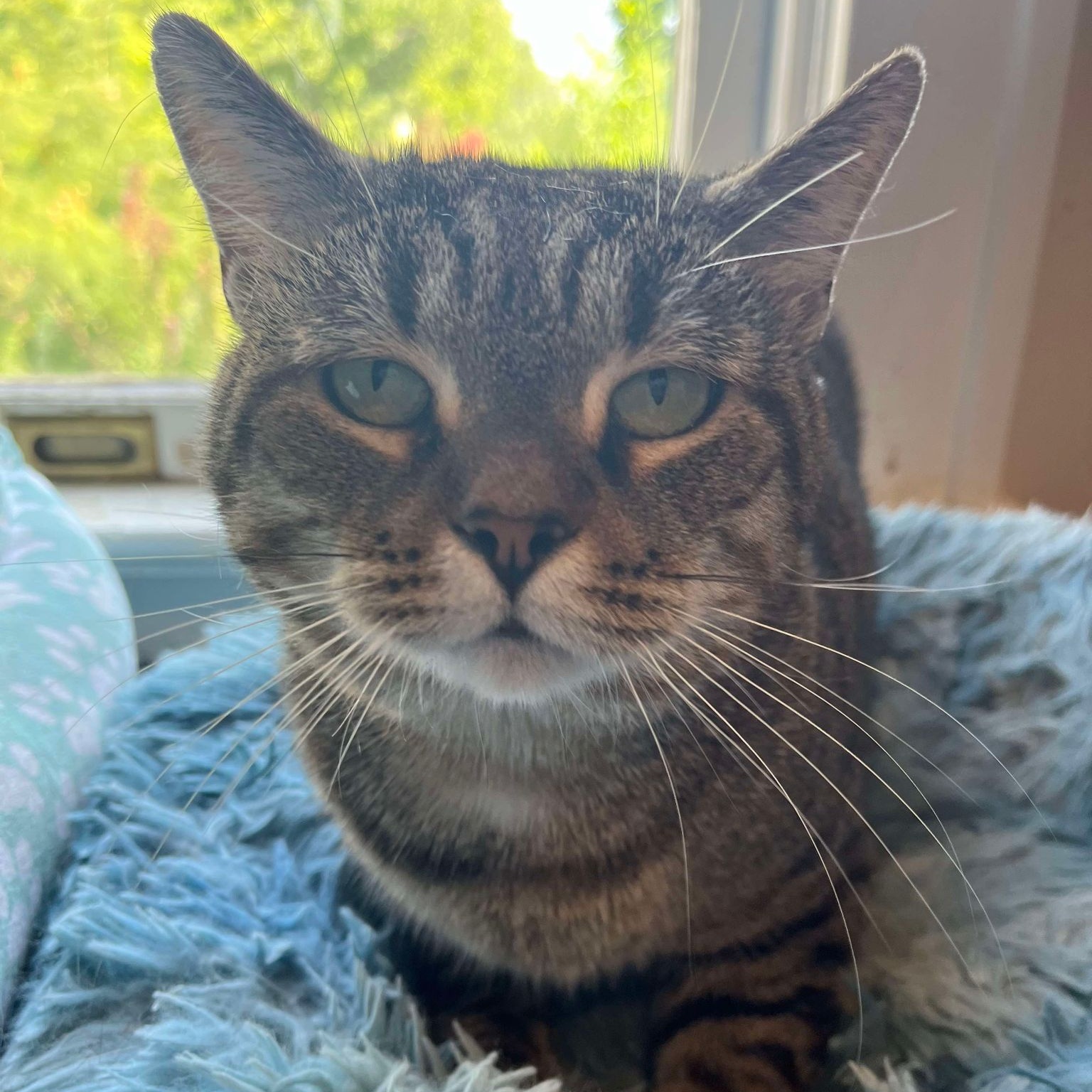 Horton, Adopted, Adult Male Domestic Short Hair.