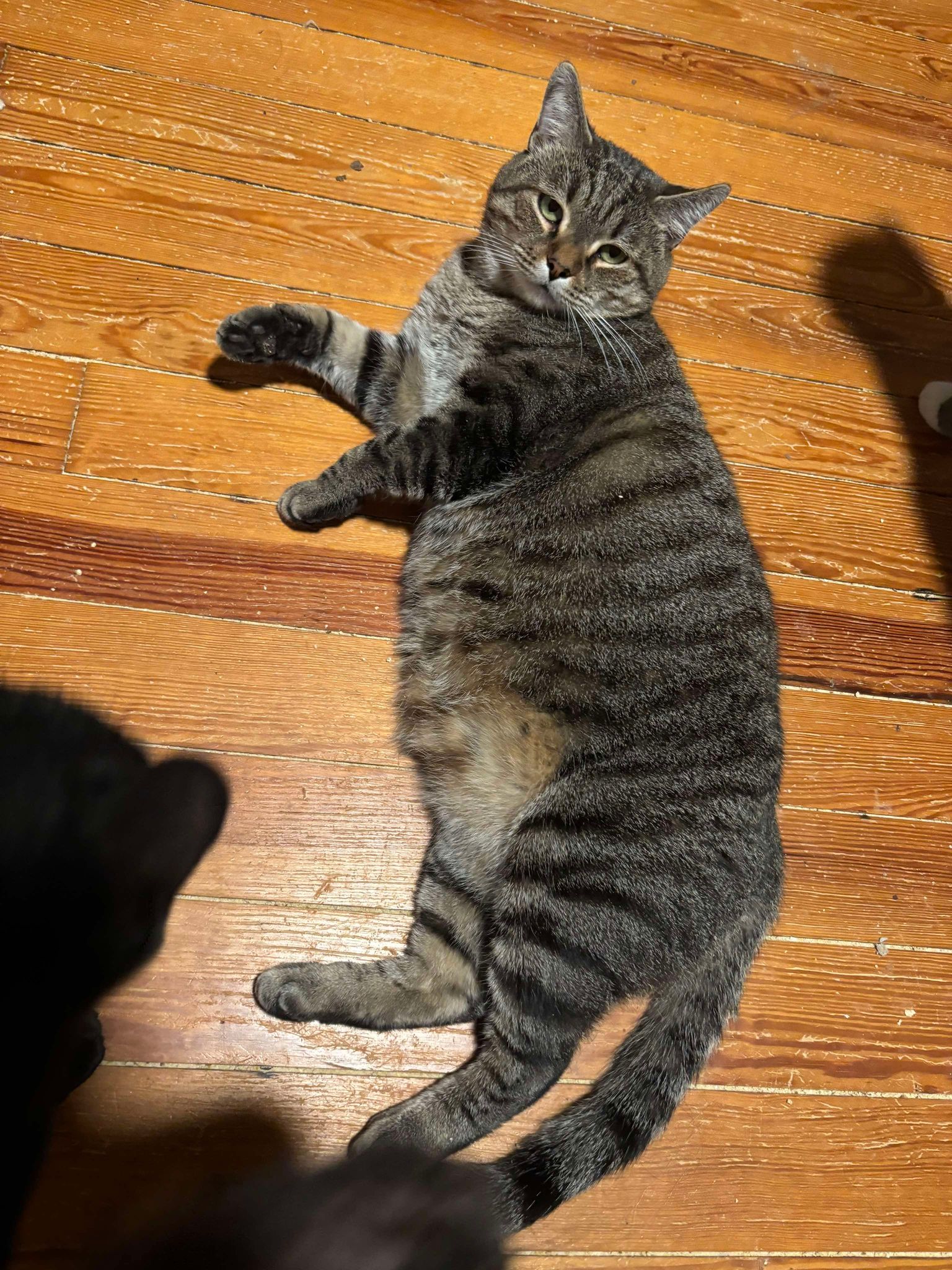 Enlarge Horton, a Adopted Domestic Short Hair in Martinsburg, WV image 3/6