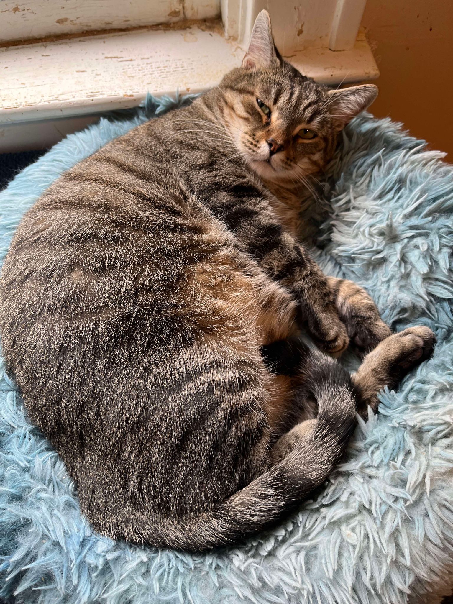 Enlarge Horton, a Adopted Domestic Short Hair in Martinsburg, WV image 2/6