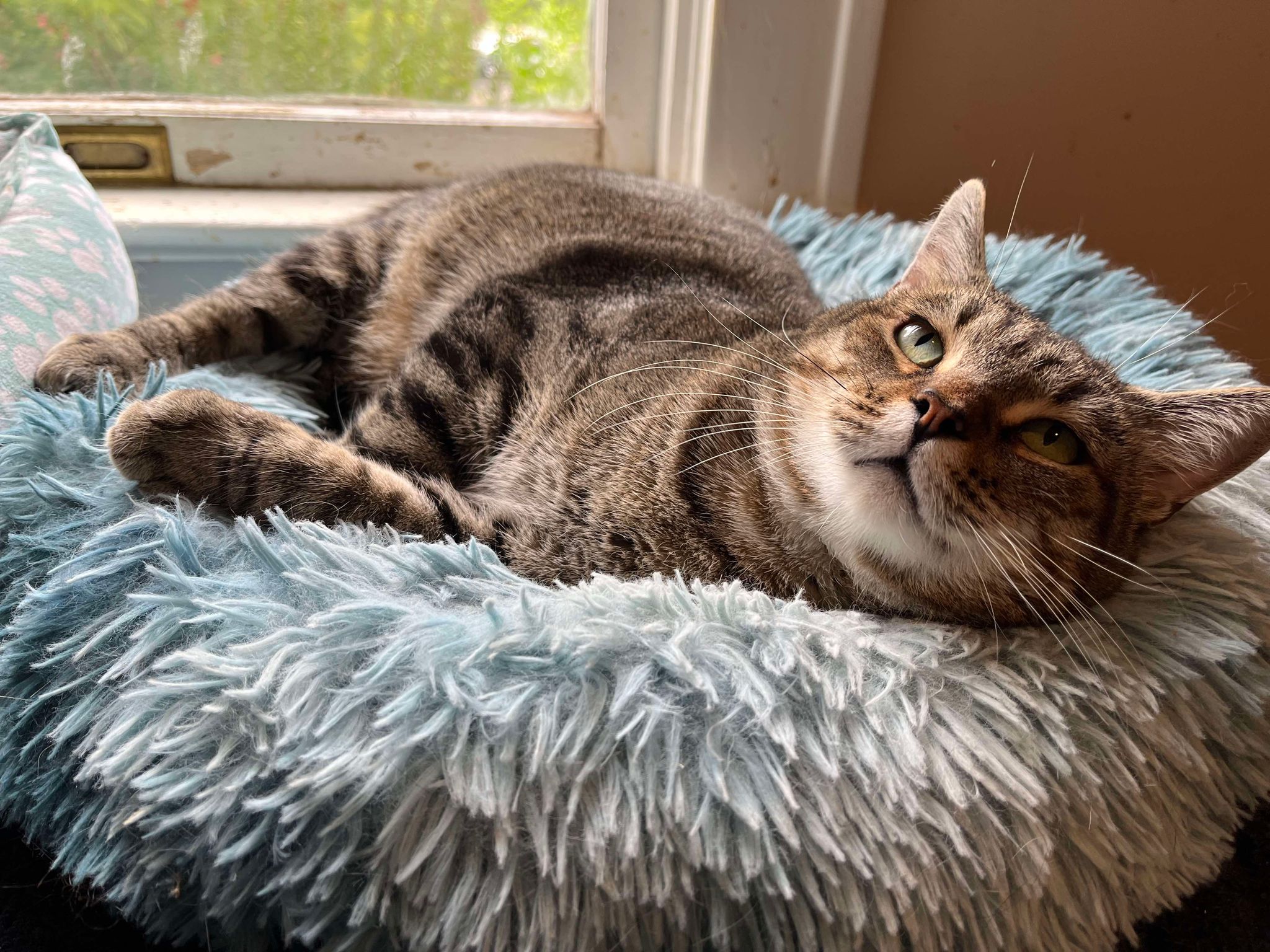 Enlarge Horton, a Adopted Domestic Short Hair in Martinsburg, WV image 5/6