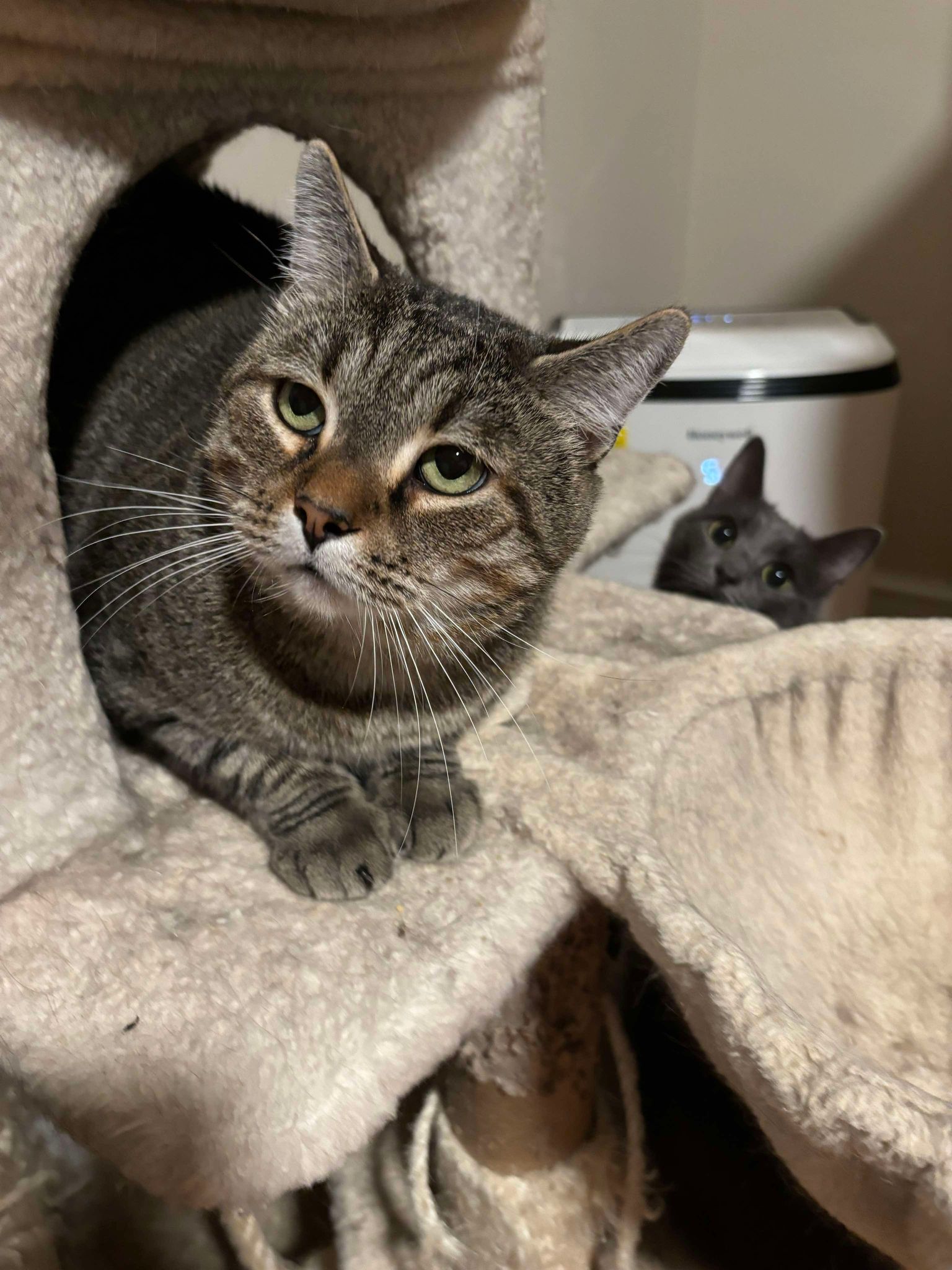 Enlarge Horton, a Adopted Domestic Short Hair in Martinsburg, WV image 4/6