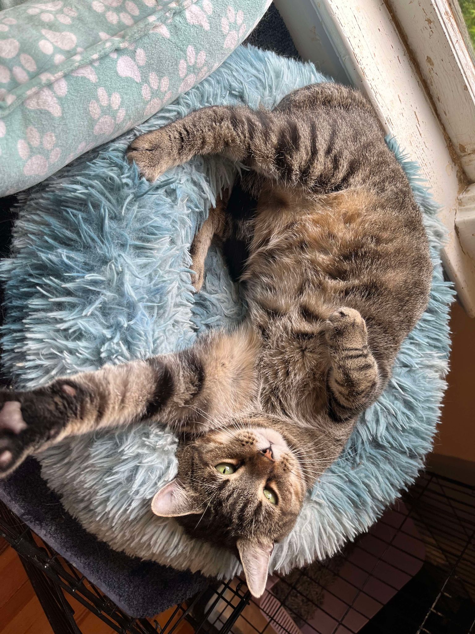 Enlarge Horton, a Adopted Domestic Short Hair in Martinsburg, WV image 6/6