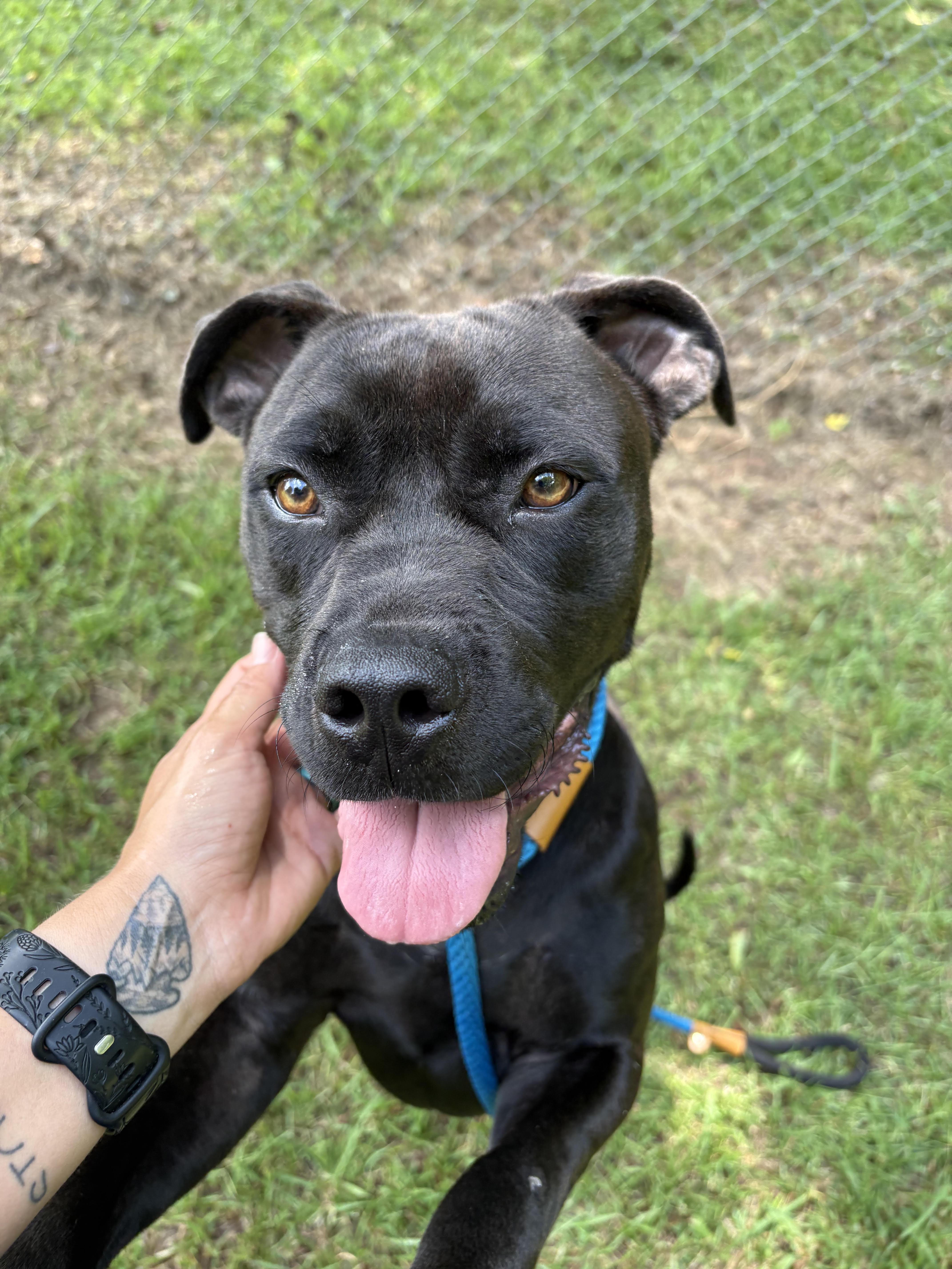 Enlarge Micky, a Adopted mixed breed in Monticello, GA image 1/2