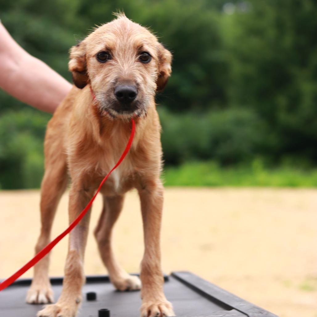 CT Reese, a Adoptable mixed breed in Eastford, CT image 2/4