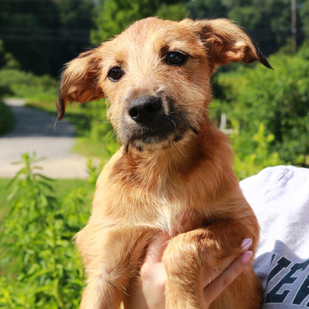 CT Reese, Adoptable, Puppy Female Terrier & Mixed Breed.