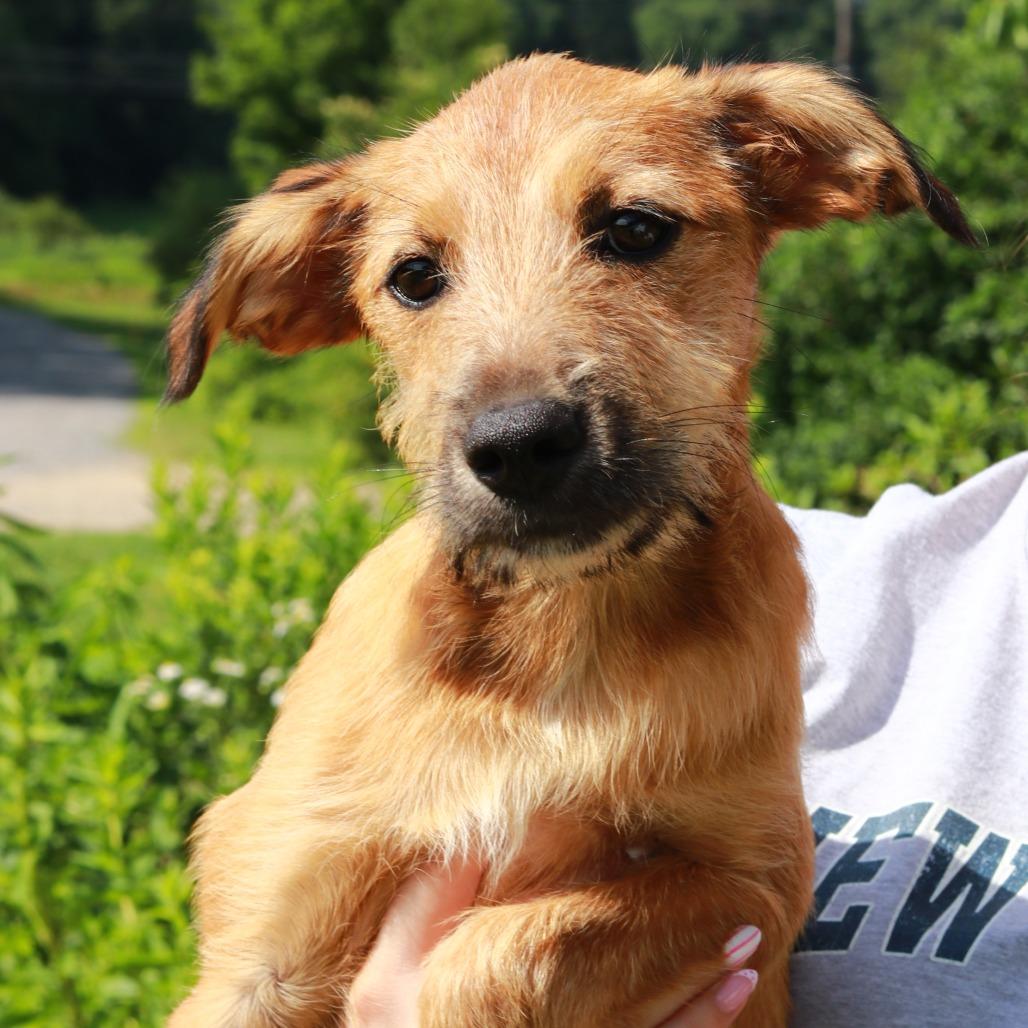 CT Reese, a Adoptable mixed breed in Eastford, CT image 4/4