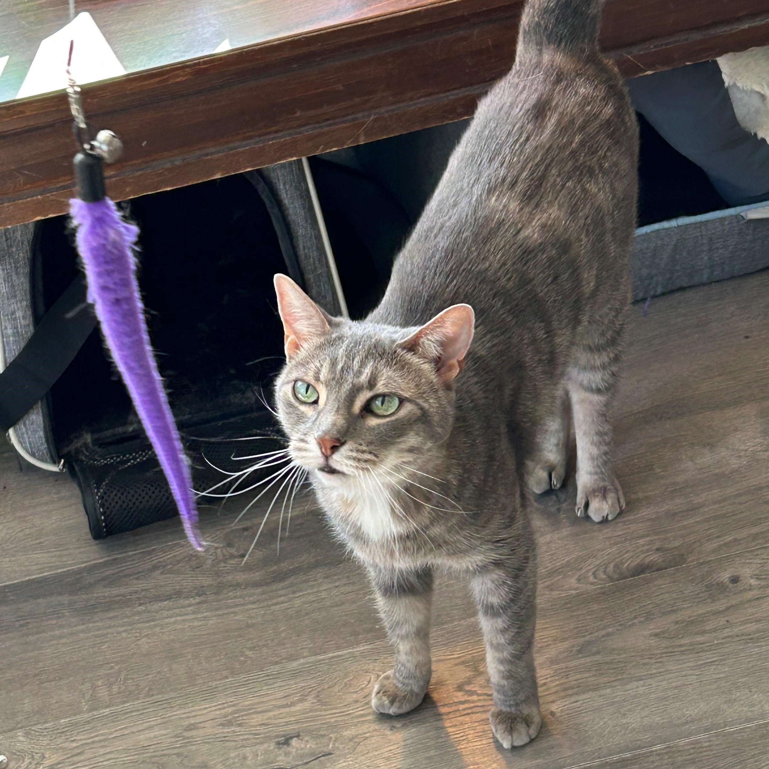 HAZEL, a Adoptable Domestic Short Hair in Mount Rainier, MD image 2/4