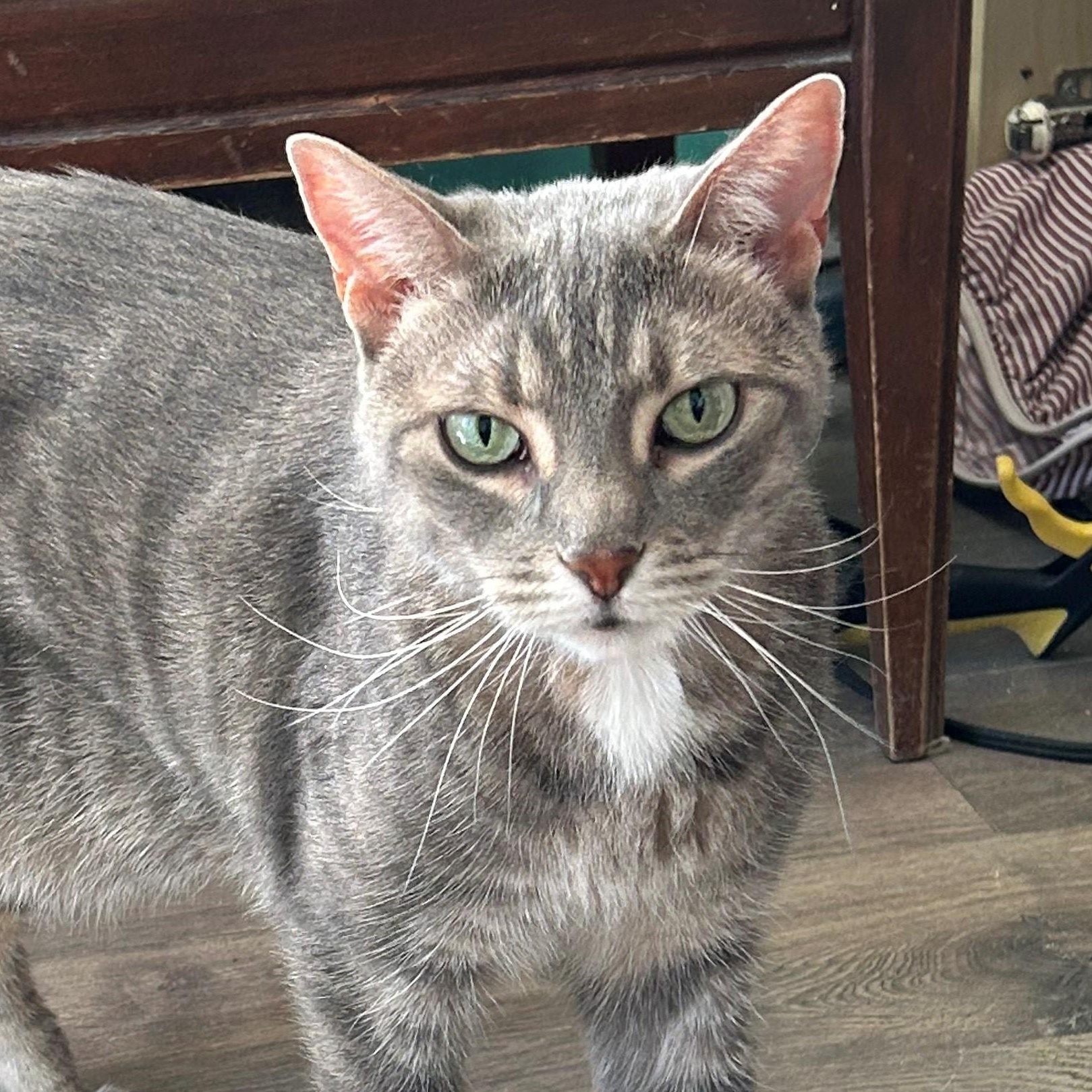 HAZEL, Adoptable, Adult Female Domestic Short Hair.