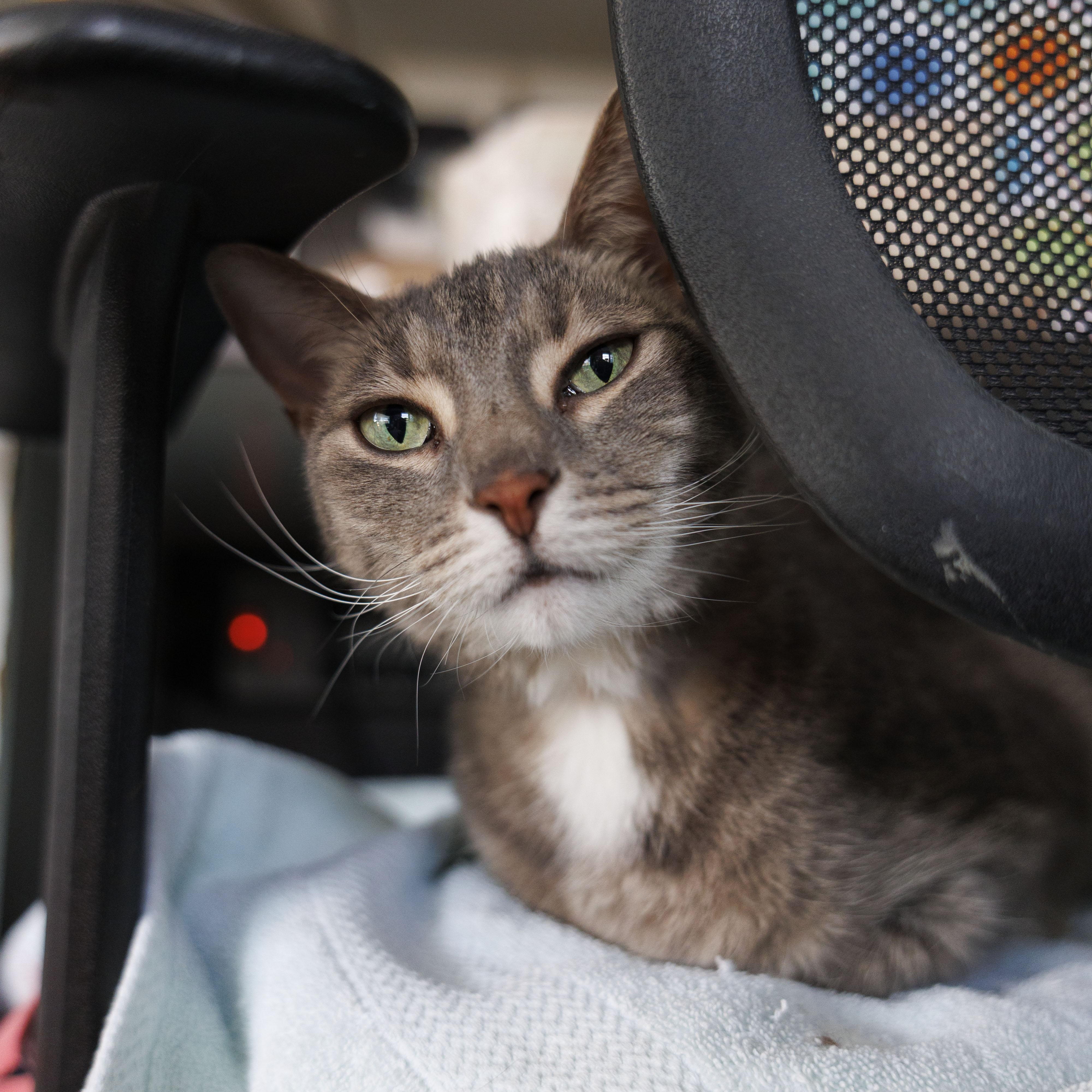 HAZEL, Adoptable, Adult Female Domestic Short Hair.