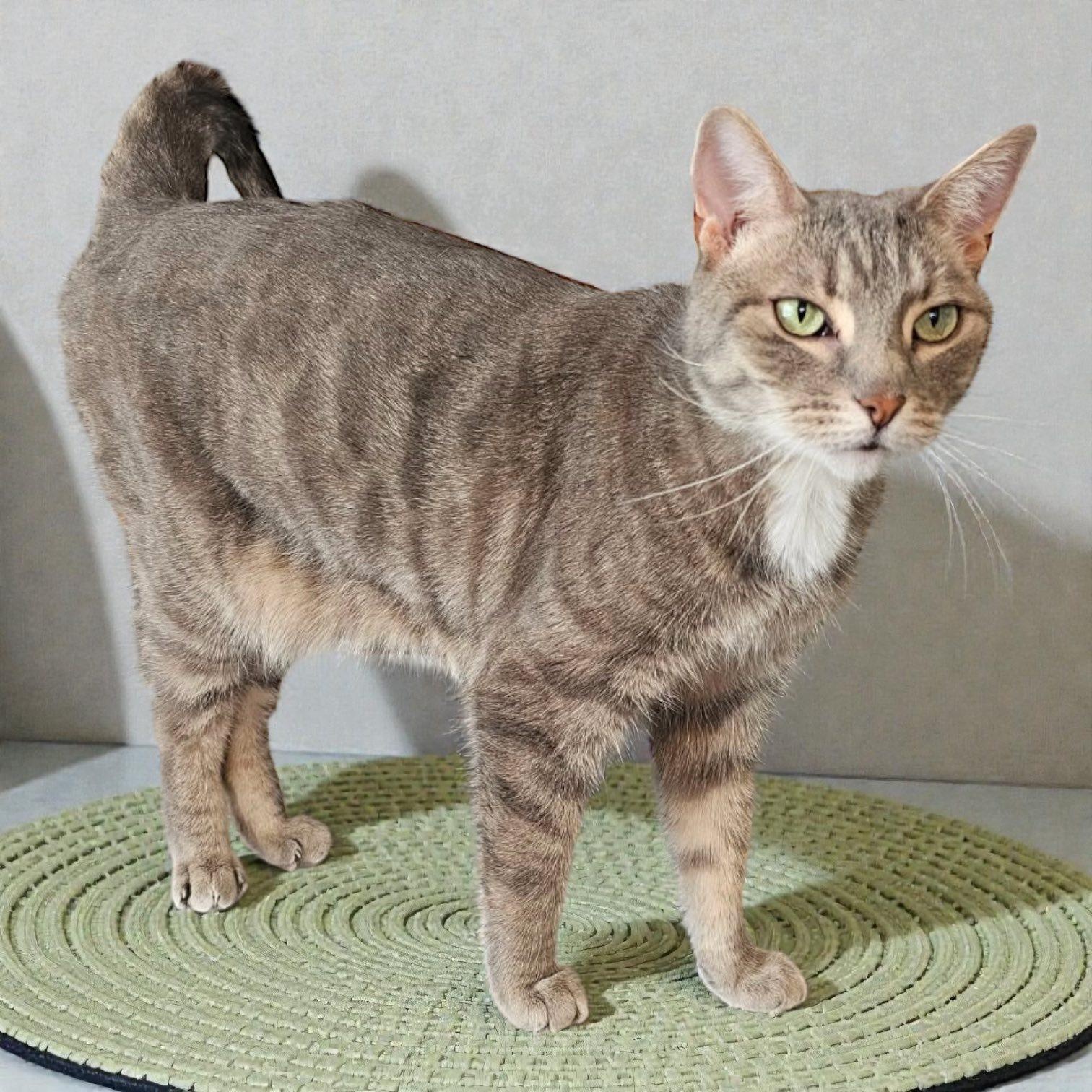 Enlarge HAZEL, an adopted Domestic Short Hair in Mount Rainier, MD image 3/4