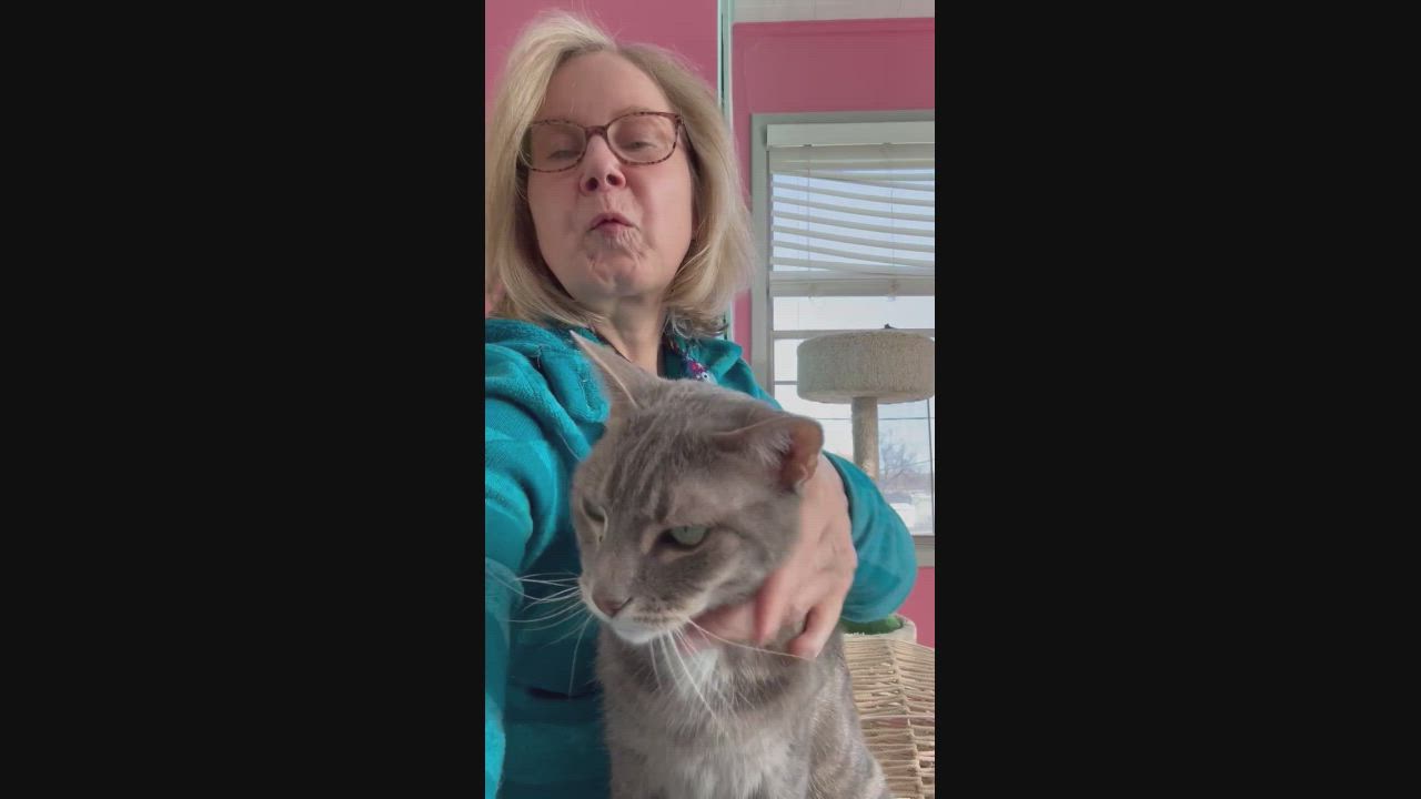 Enlarge HAZEL, an adopted Domestic Short Hair in Mount Rainier, MD video 4/4