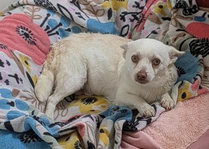 Fergus, Adoptable, Adult Male Chihuahua & Mixed Breed.