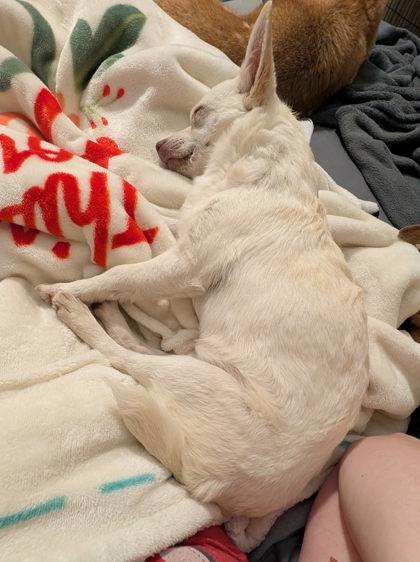 Enlarge Fergus, a Adoptable mixed breed in Kingwood, TX image 2/3